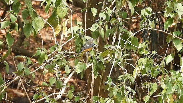 Blue-capped Rock-Thrush - ML610817137