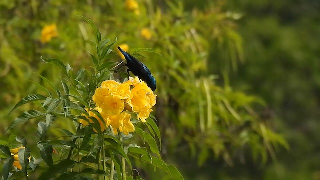 Purple Sunbird - ML610817200