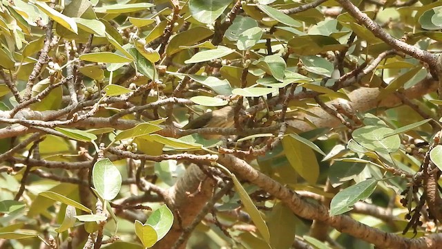 Thick-billed Flowerpecker - ML610817202