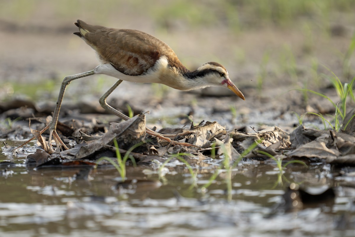 Jacana Suramericana - ML610817253