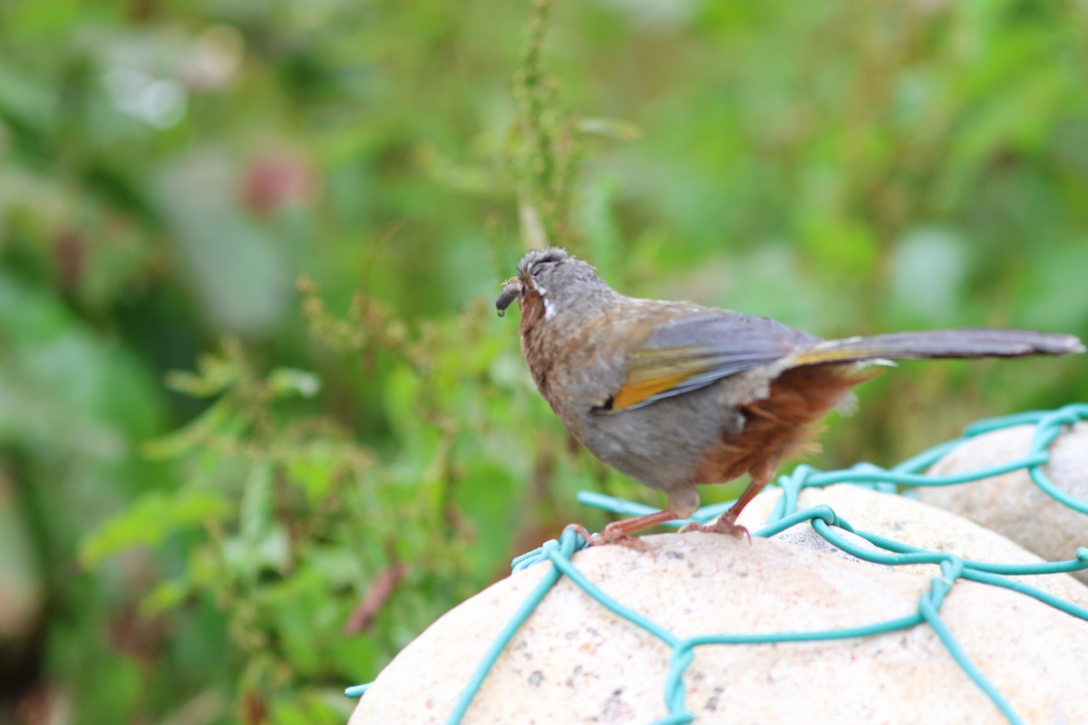 White-whiskered Laughingthrush - Jo-Szu [Ross] (若詩) Tsai (蔡)