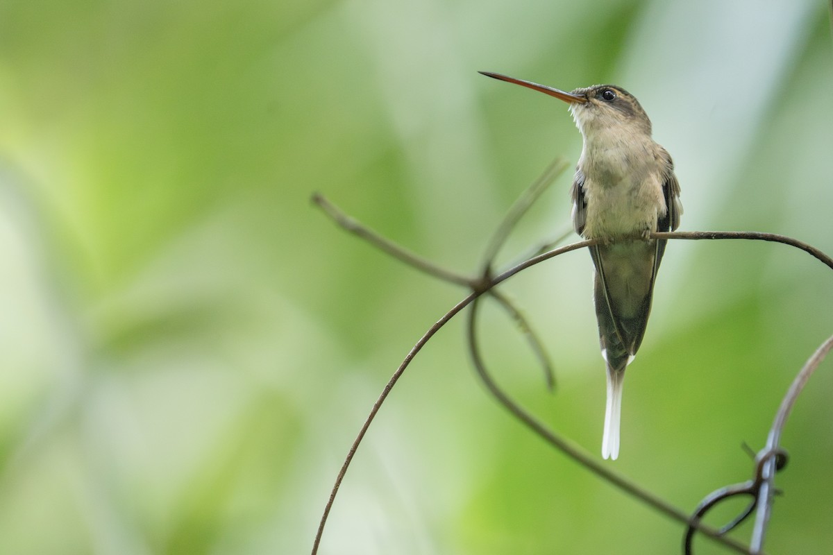 kolibřík šídlozobý - ML610817319