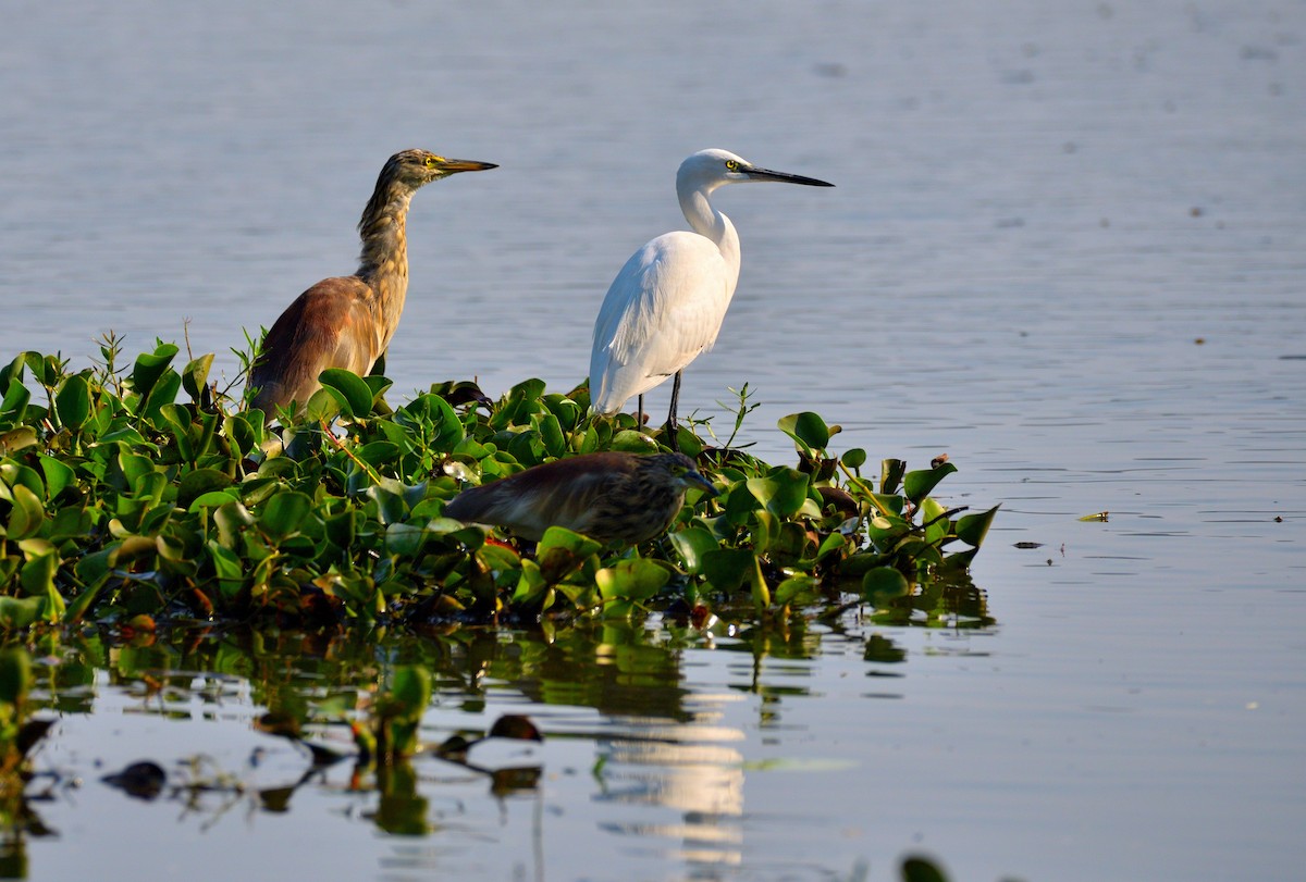 Indian Pond-Heron - ML610817557