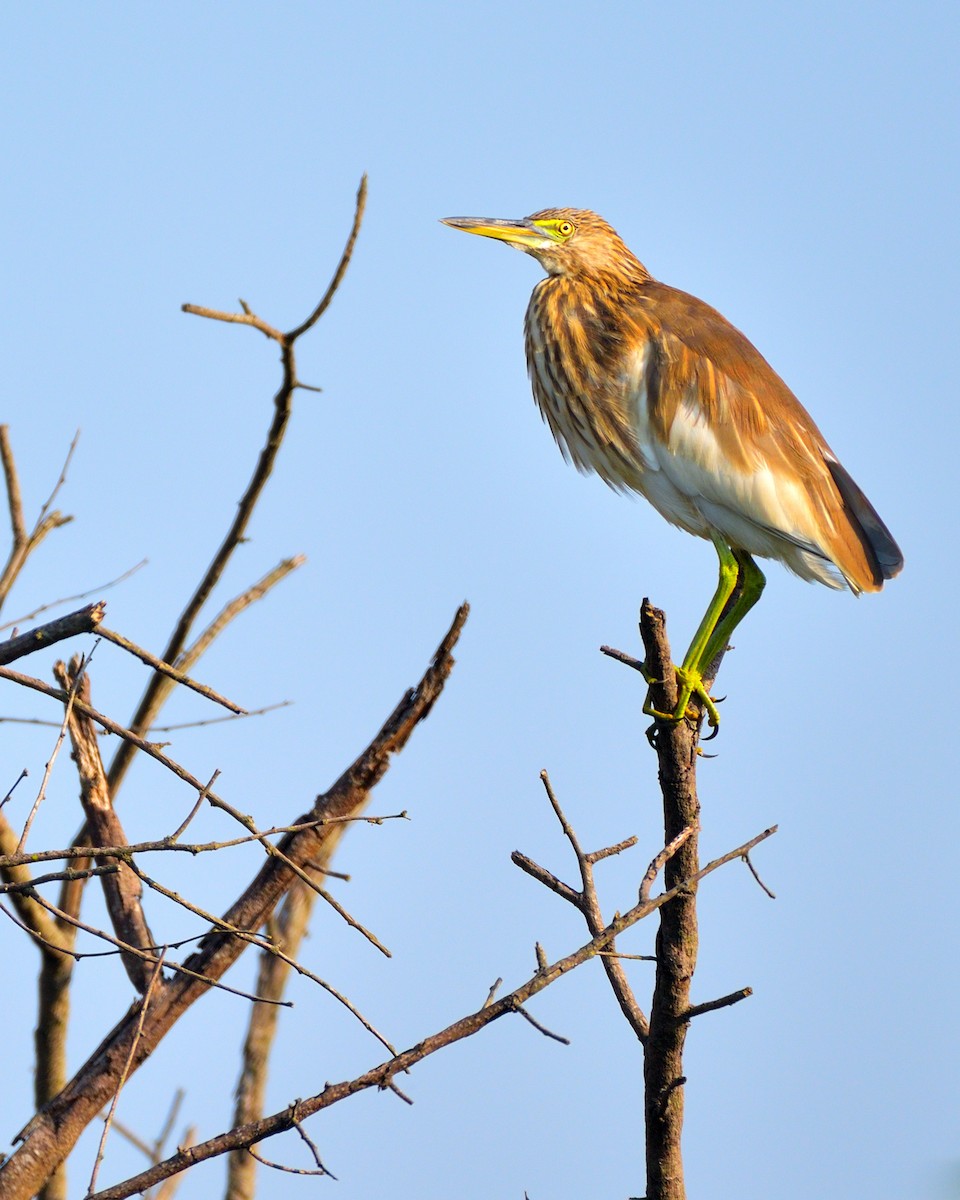 Indian Pond-Heron - ML610817558