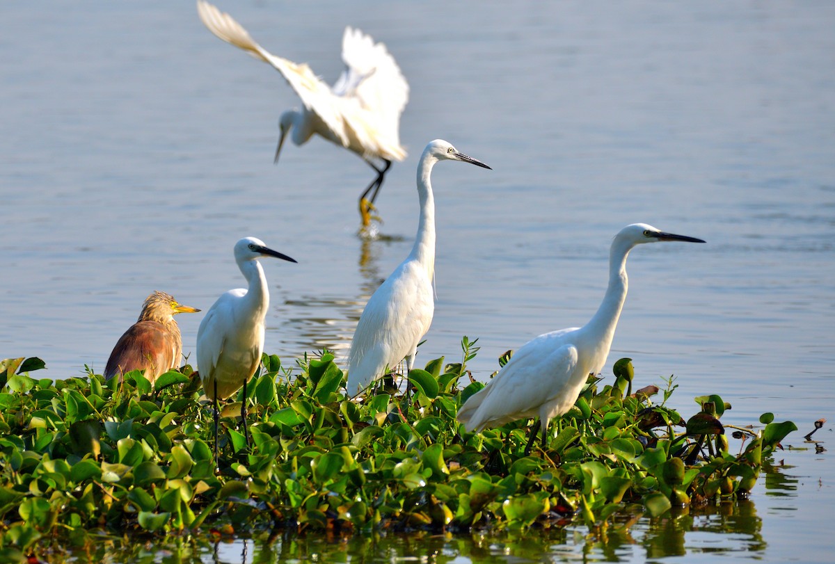 Indian Pond-Heron - ML610817559