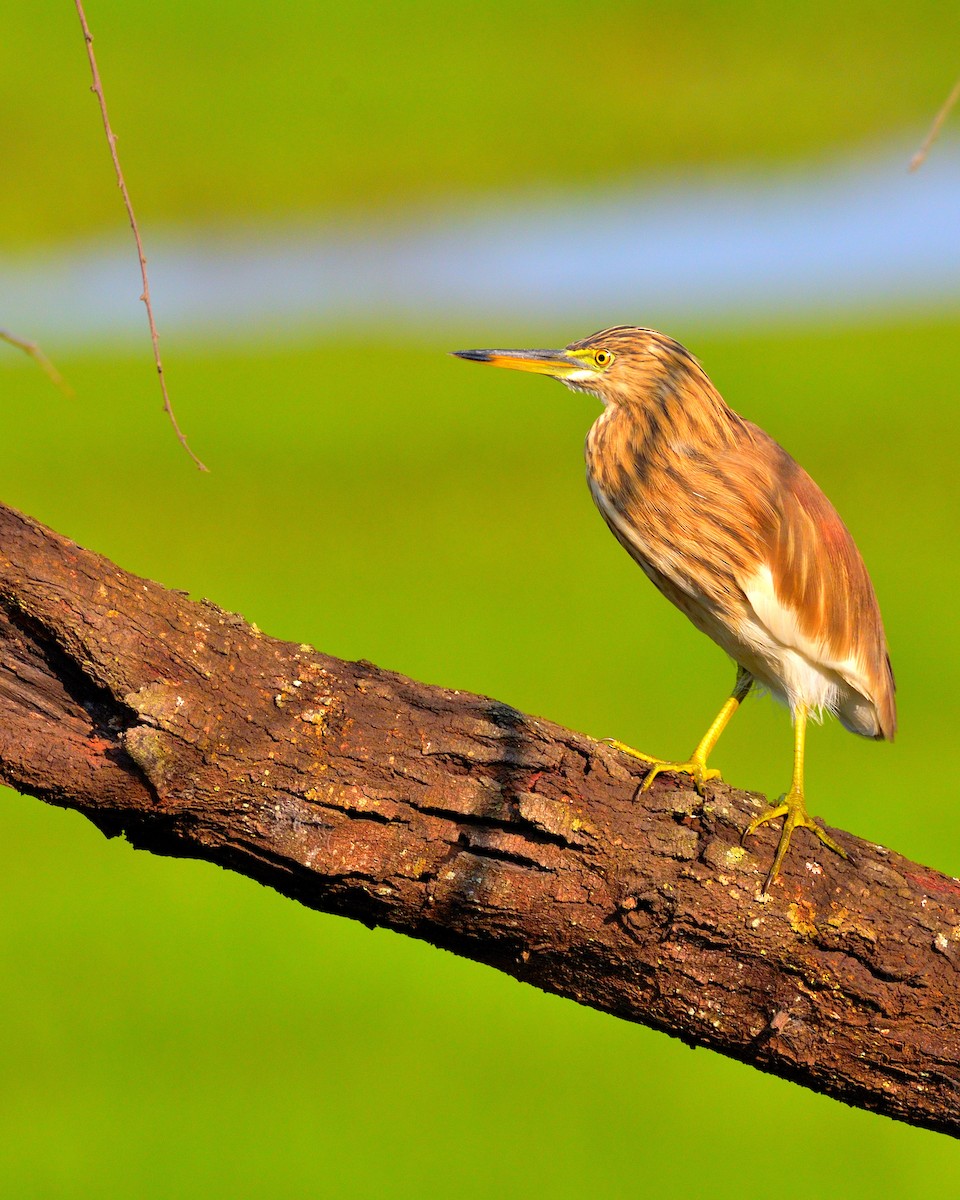 Indian Pond-Heron - ML610817560