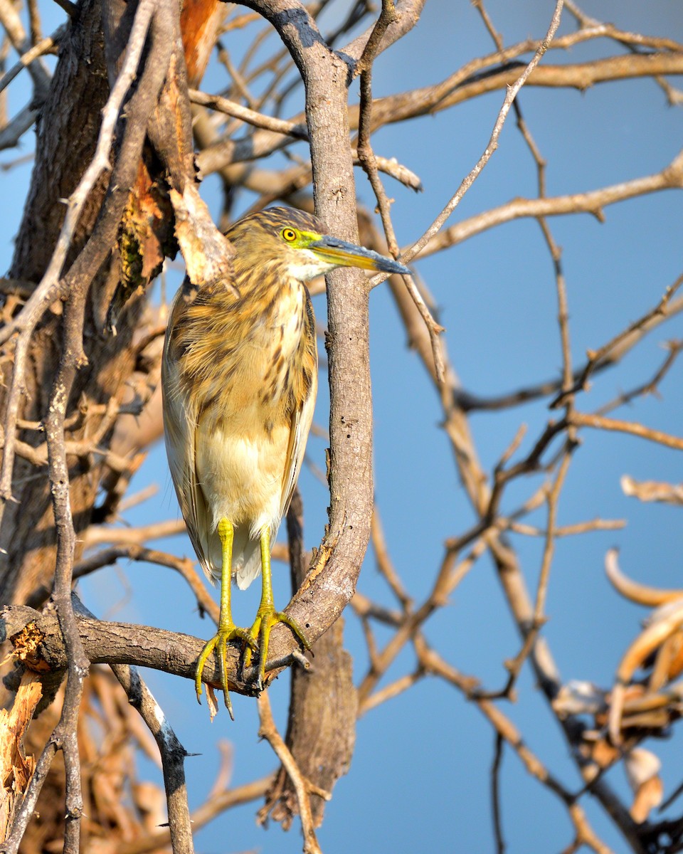 Indian Pond-Heron - ML610817561