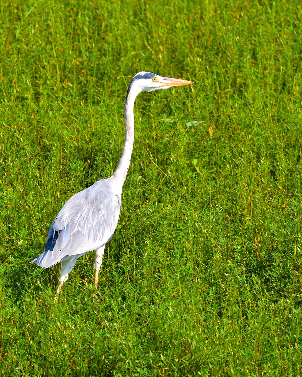 Gray Heron - ML610817579