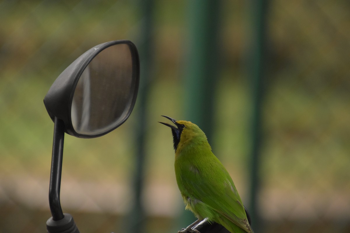 Jerdon's Leafbird - ML610817669