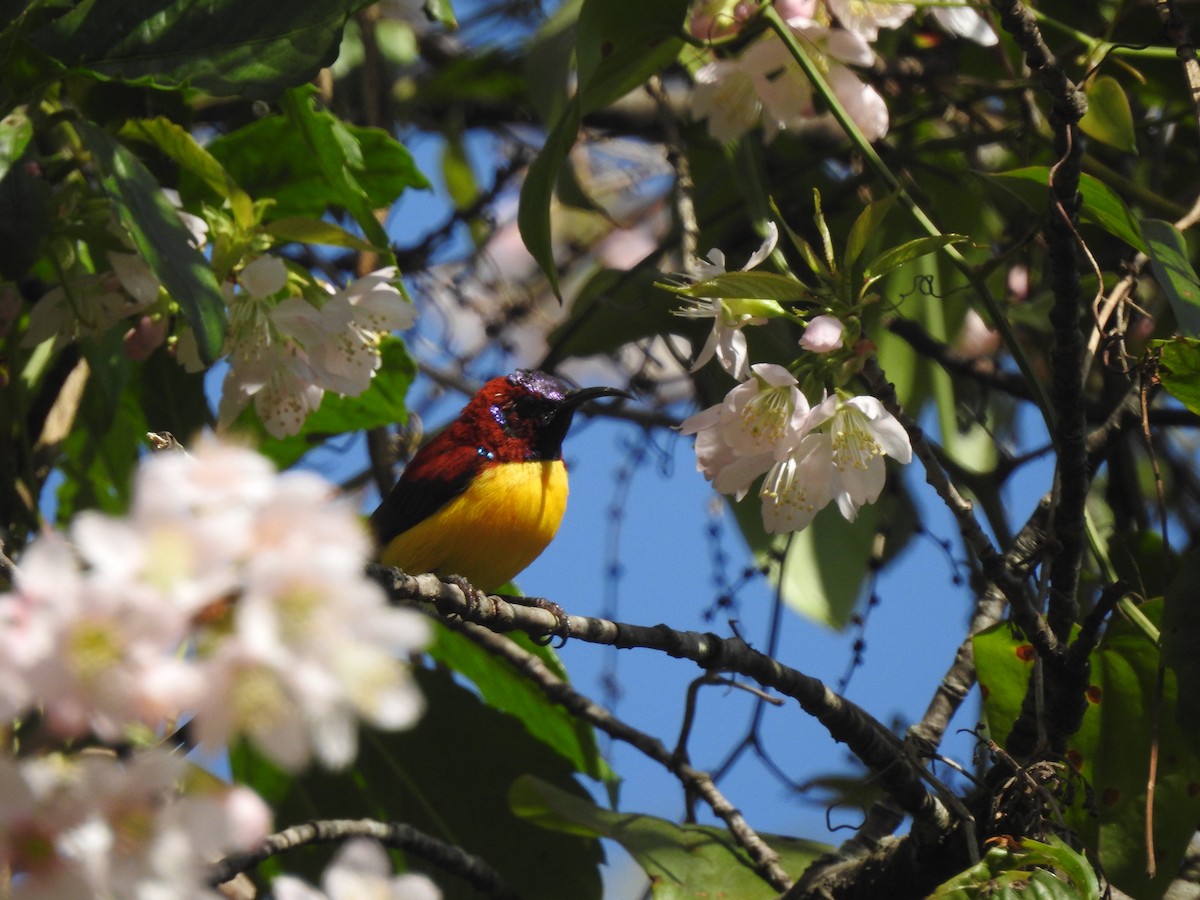 Mrs. Gould's Sunbird - ML610817799