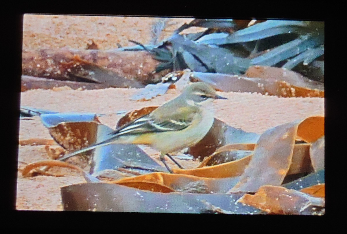 Eastern Yellow Wagtail - ML610817959