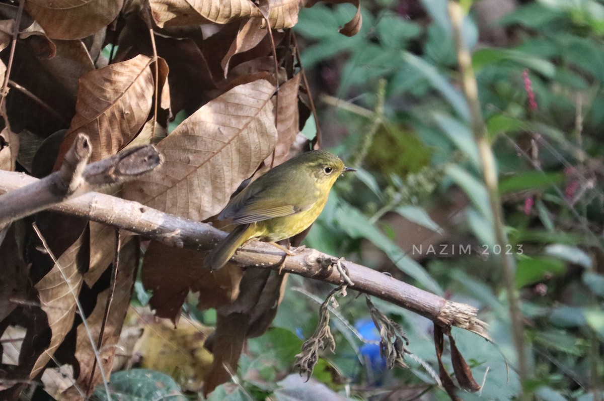 Golden Bush-Robin - ML610818025