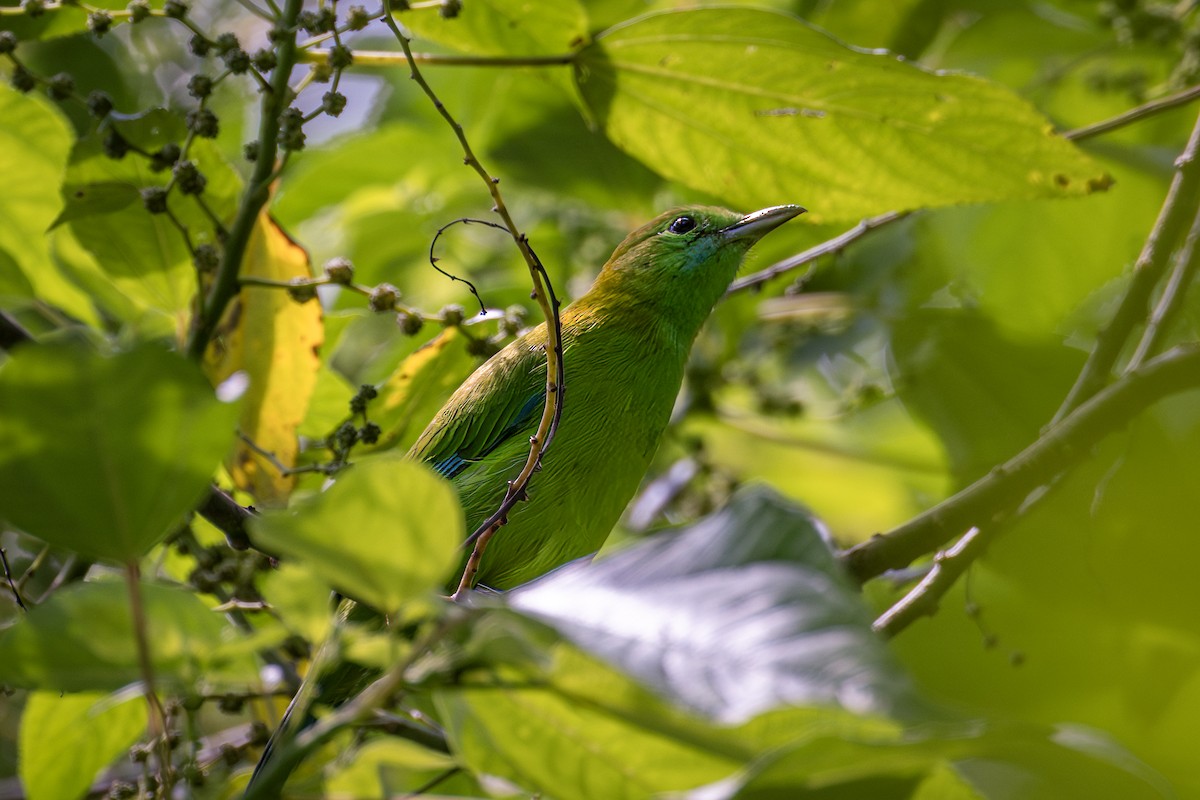 Blue-winged Leafbird - ML610818091