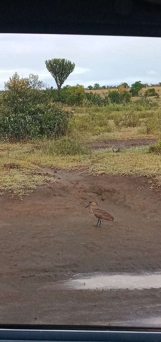 Hamerkop - ML610818101