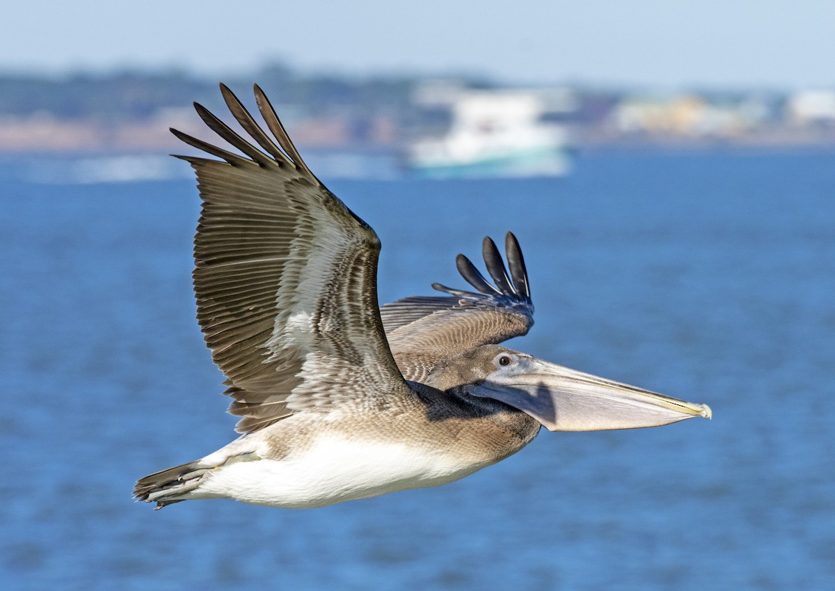 Brown Pelican - ML610818181