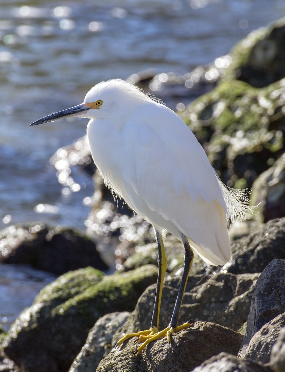 Snowy Egret - ML610818186