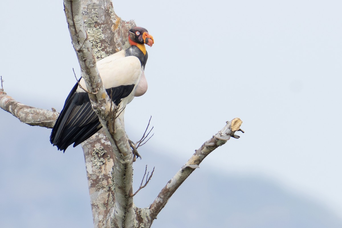 King Vulture - ML610818405