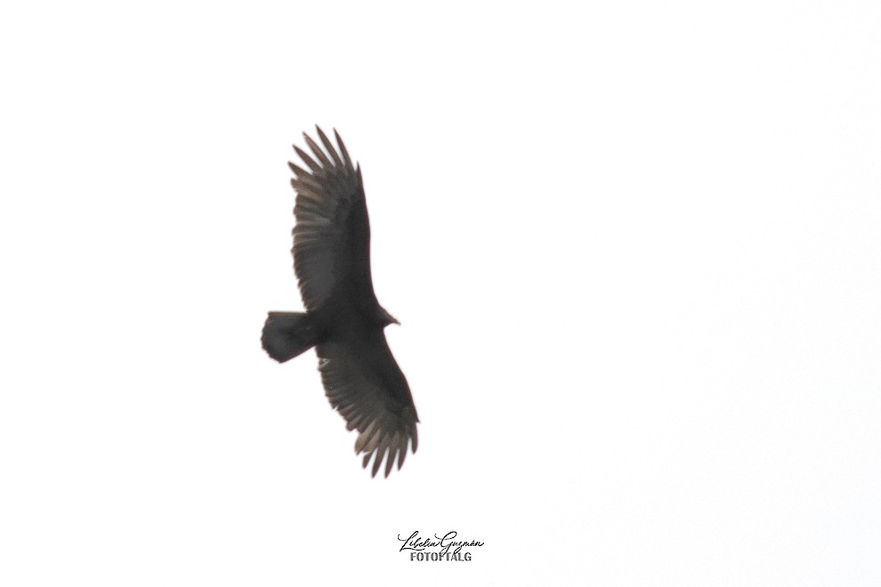 Turkey Vulture - ML610818427