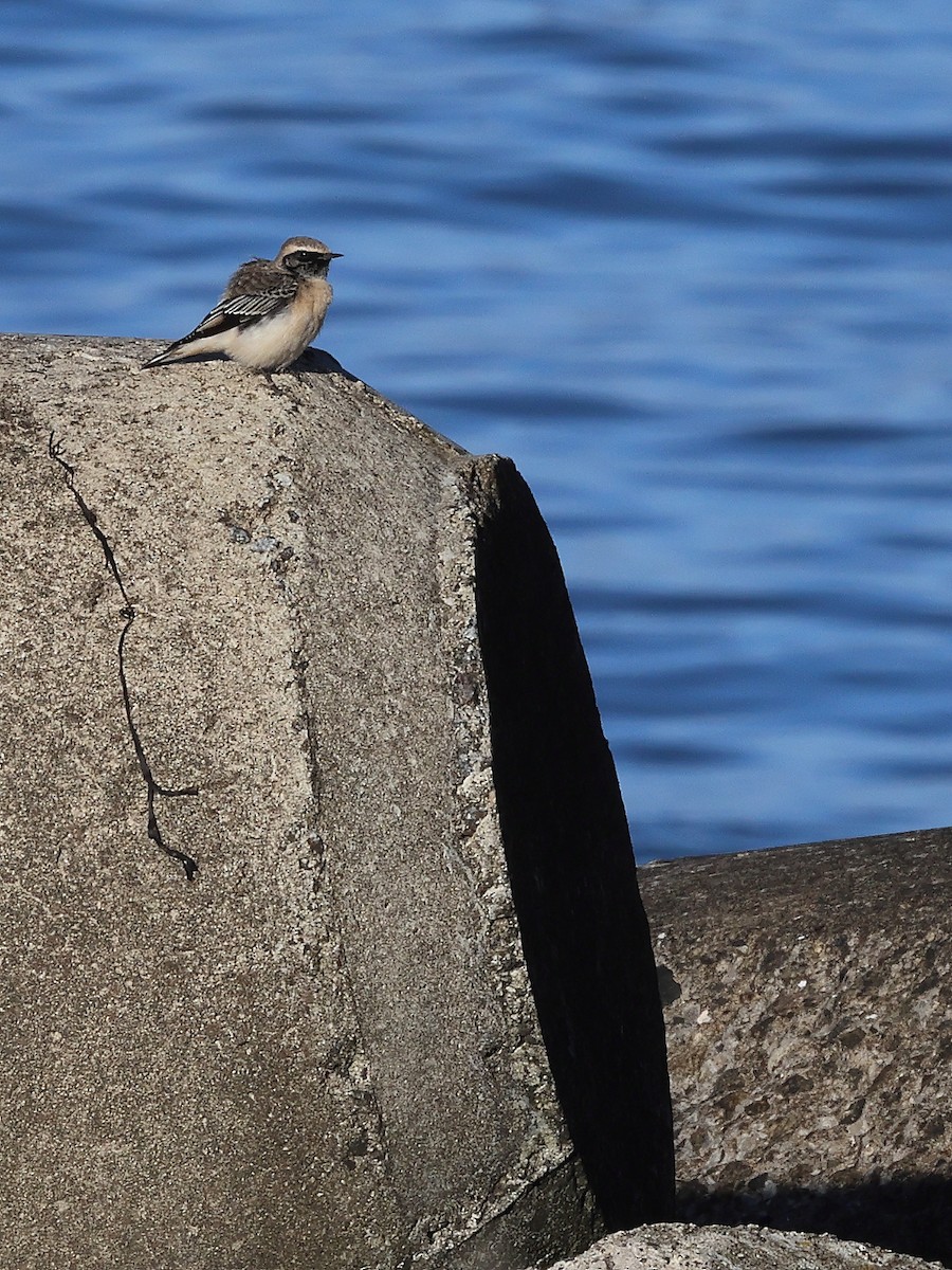 Pied Wheatear - ML610818499