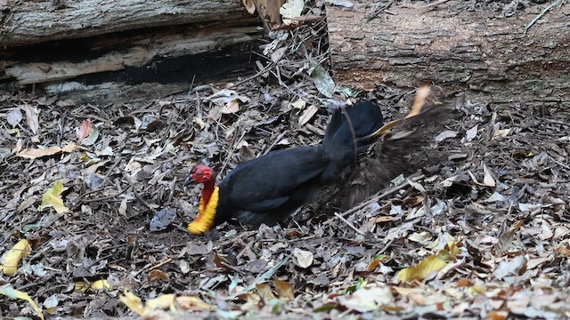 Australian Brushturkey - ML610818502