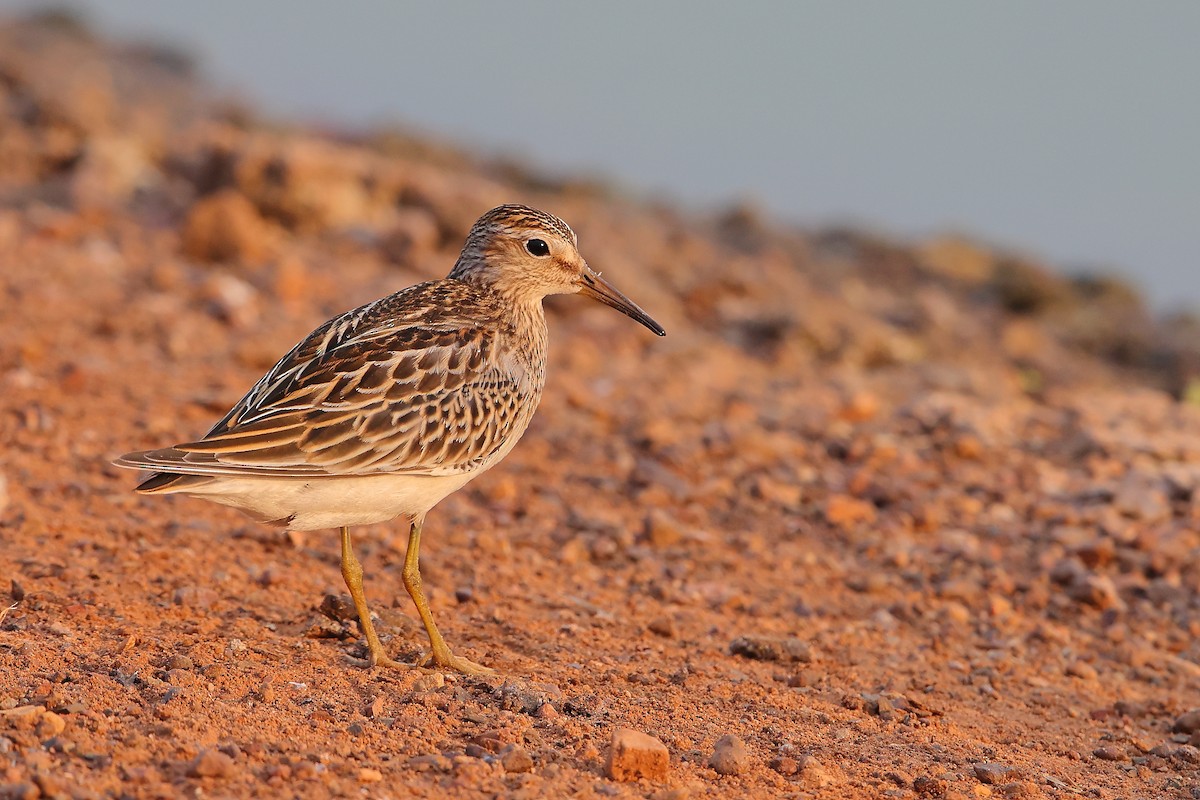 アメリカウズラシギ - ML610818550