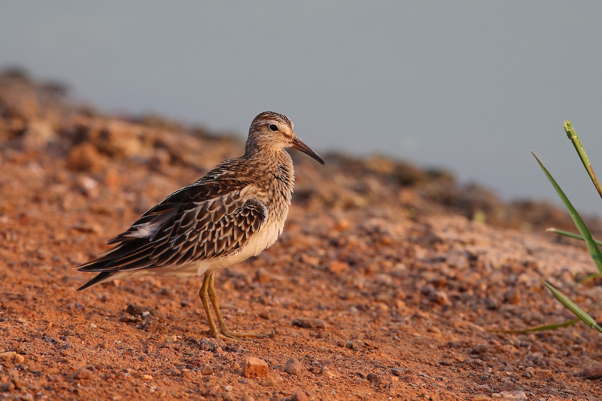 Pectoral Sandpiper - Marc Gardner