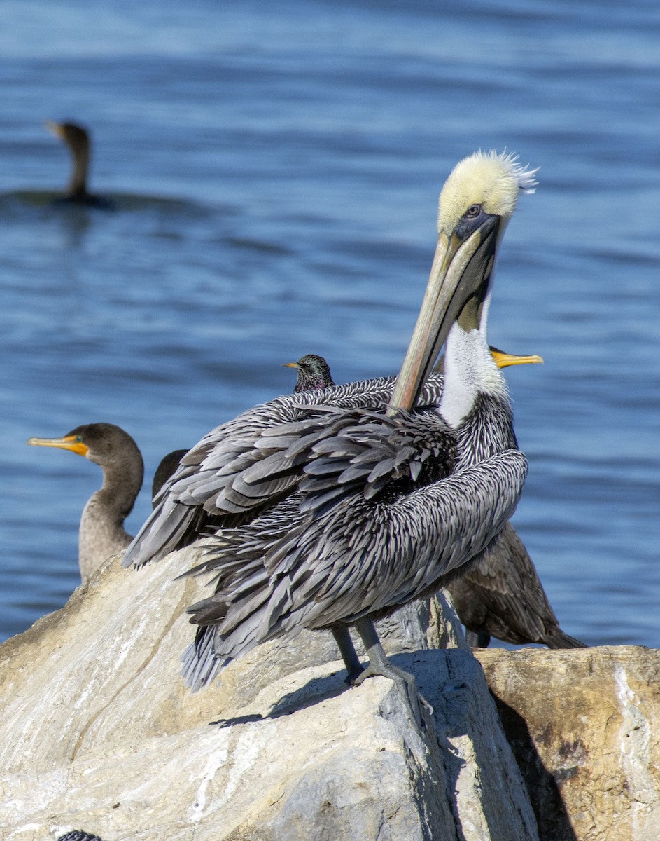 Brown Pelican - Greg Courtney