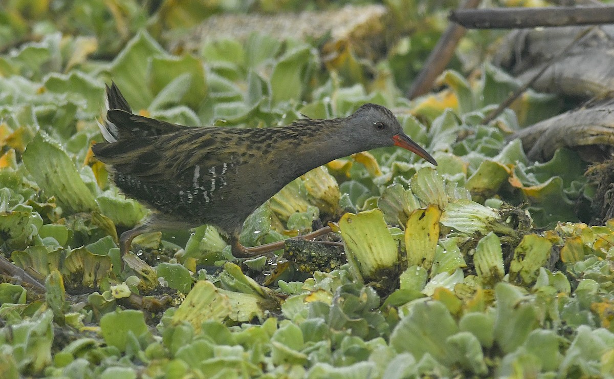 Water Rail - ML610818683