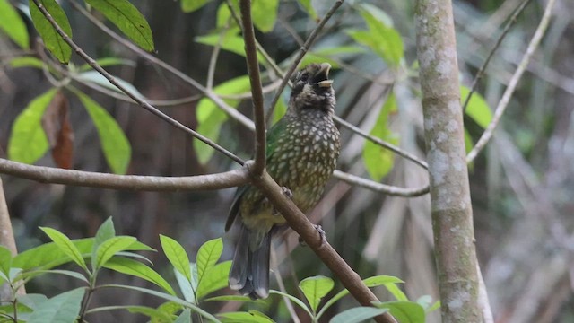 Spotted Catbird - ML610818684