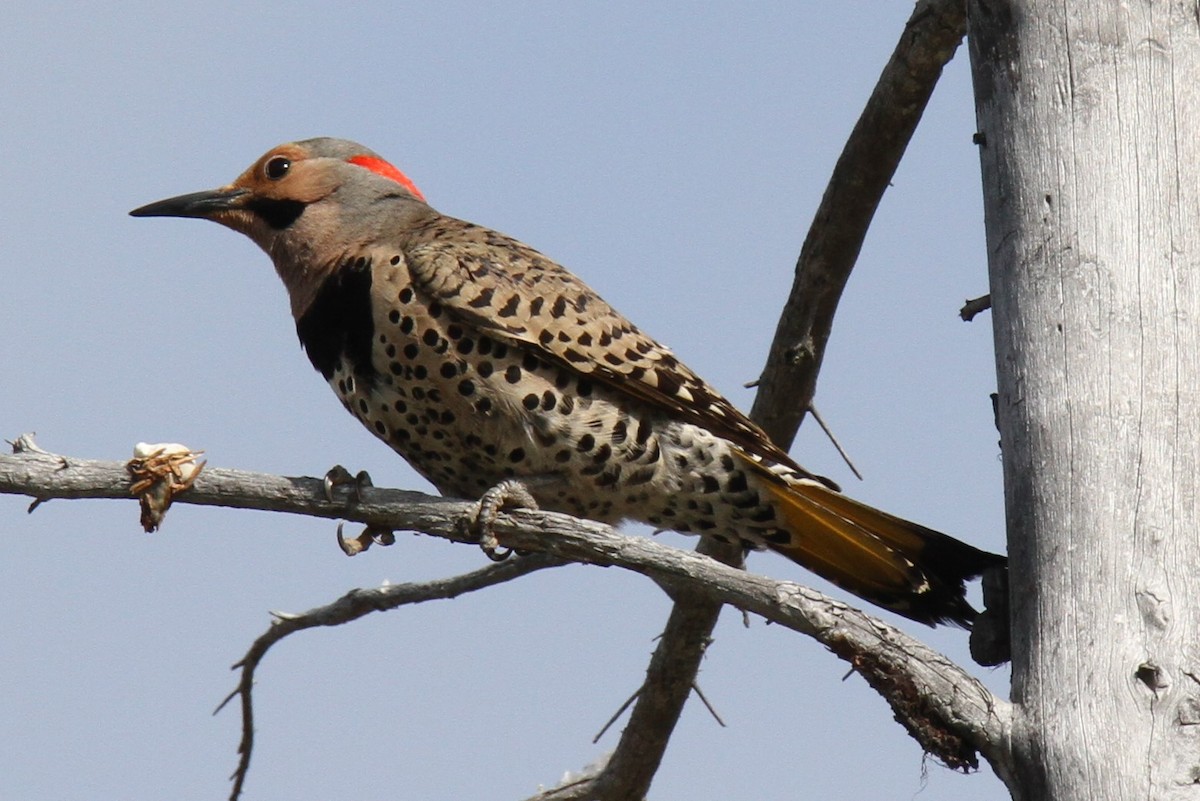 Northern Flicker - Daniel Donnecke