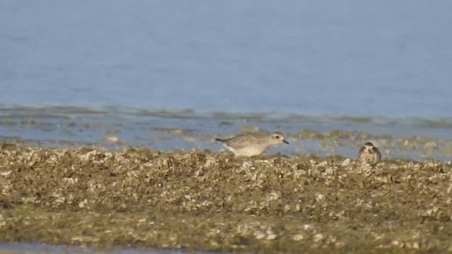 Pacific Golden-Plover - ML610818802