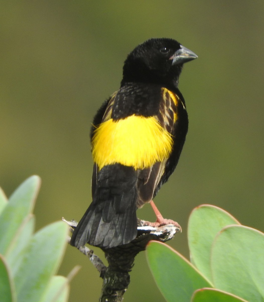 Yellow Bishop - Dieter Oschadleus