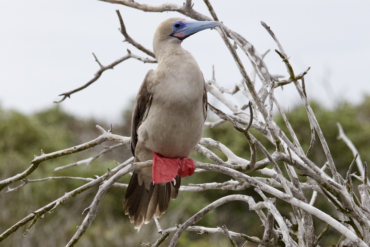 Red-footed Booby - ML610818868