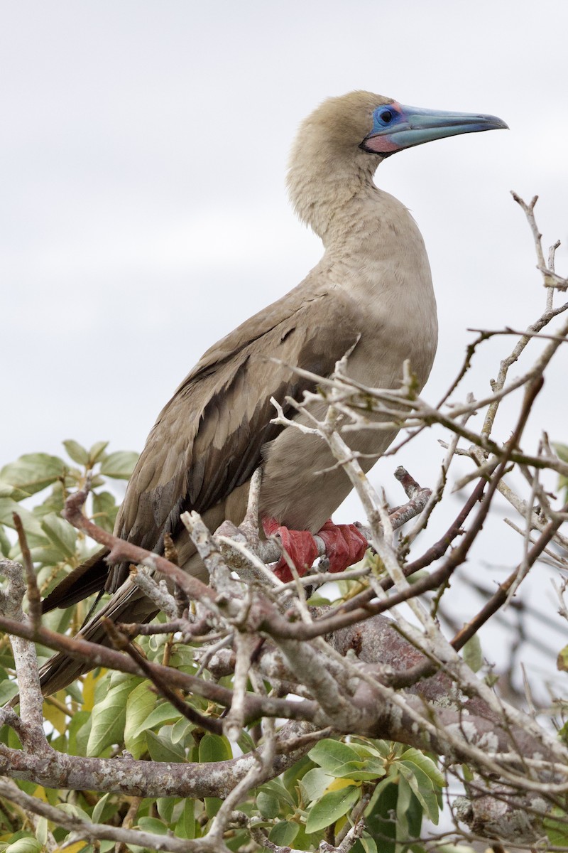 Red-footed Booby - ML610818905
