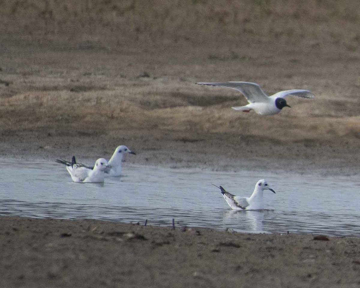 Bonaparte's Gull - ML610818929
