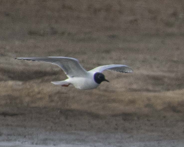 Bonaparte's Gull - ML610818930
