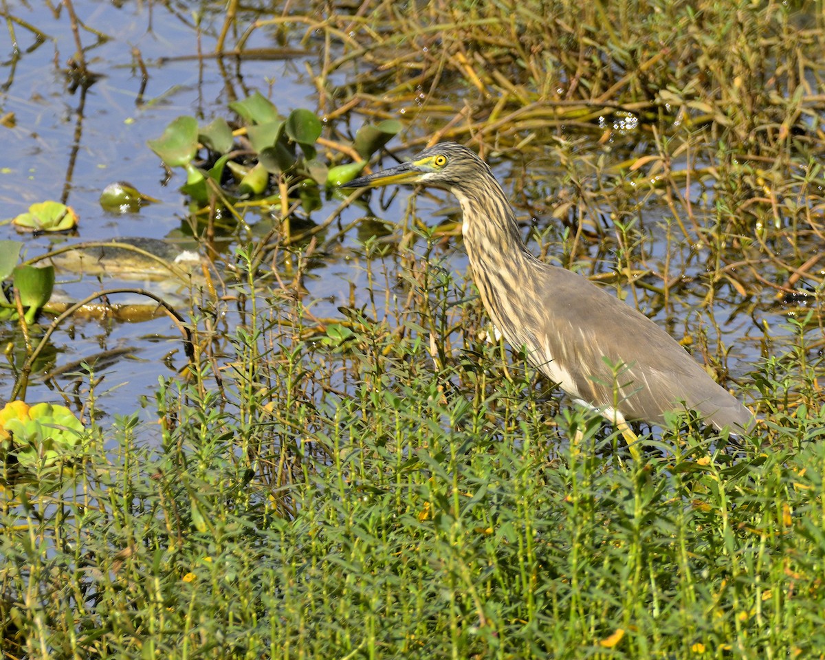 Indian Pond-Heron - ML610818934