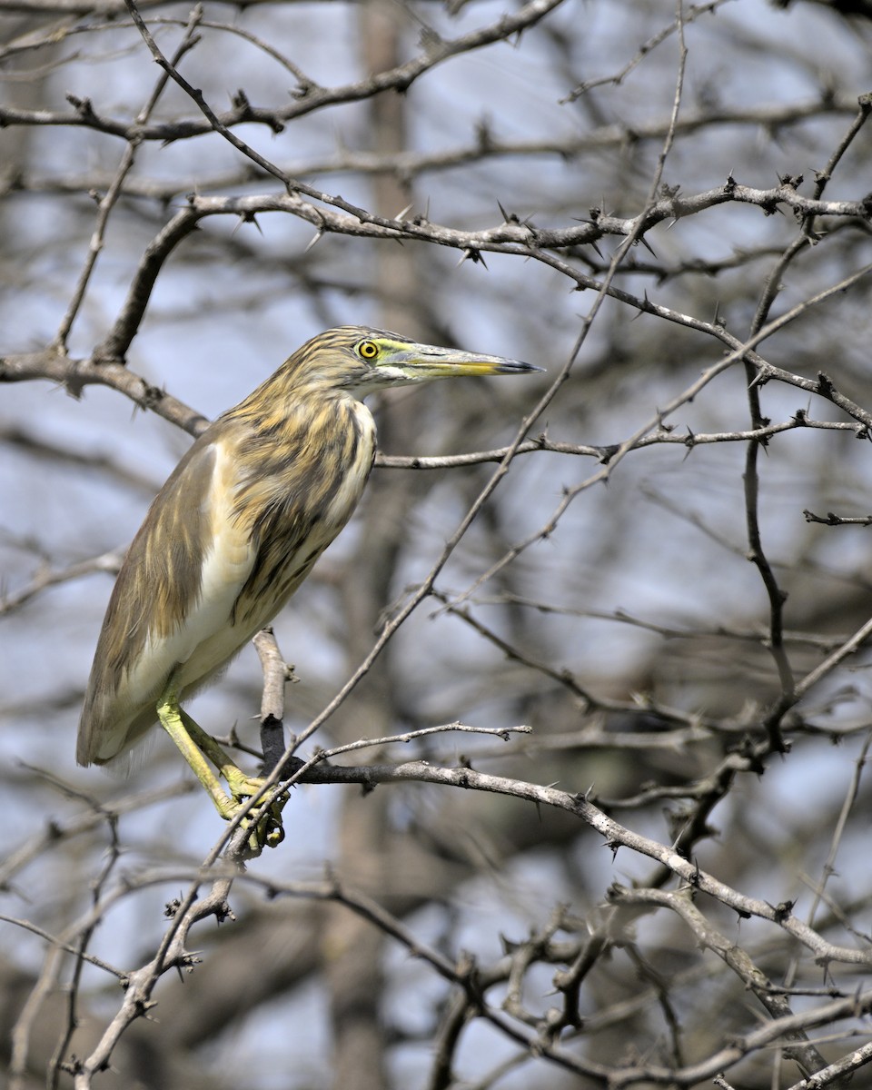 Indian Pond-Heron - ML610818936