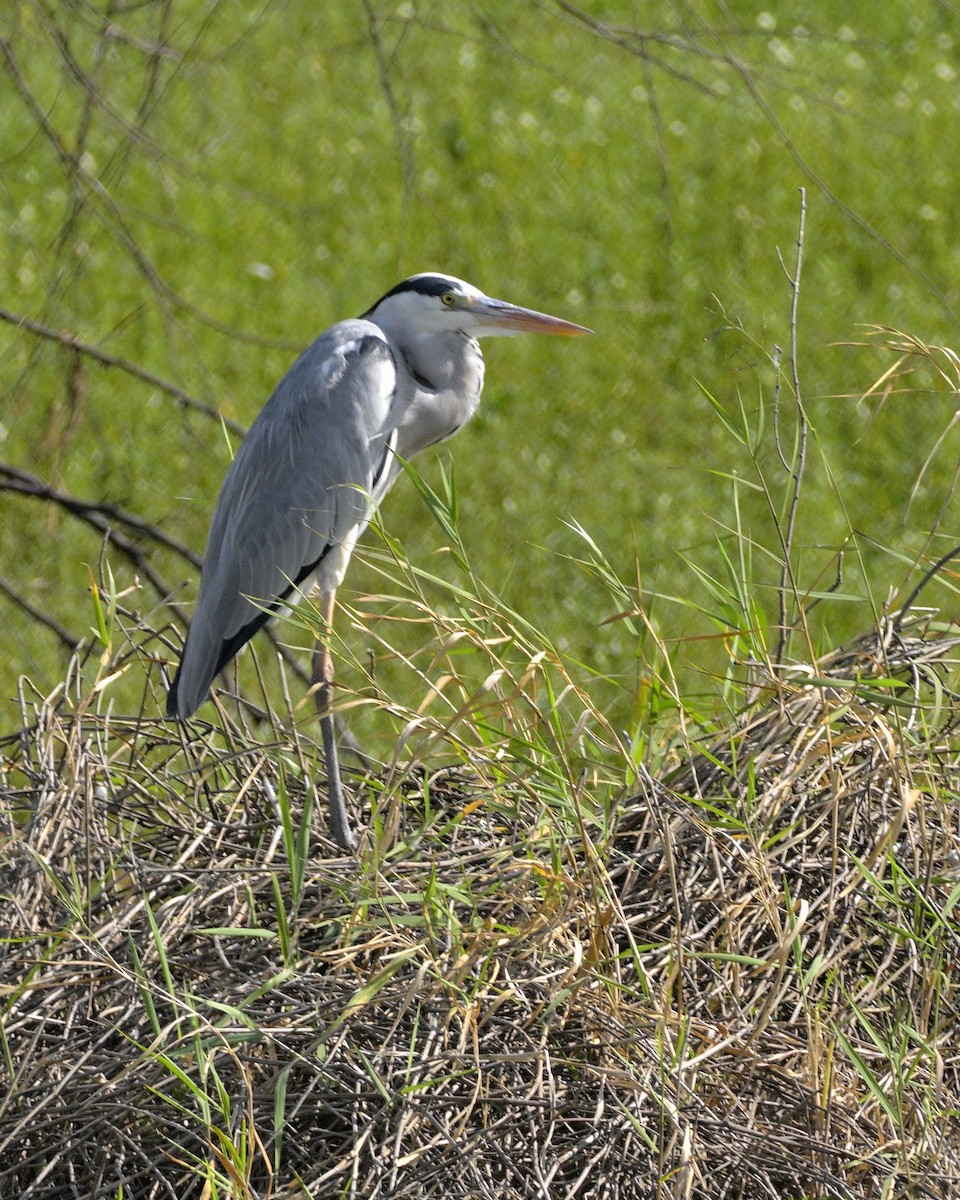 Gray Heron - ML610818953