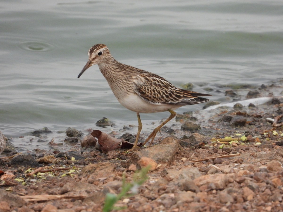 Graubrust-Strandläufer - ML610818958