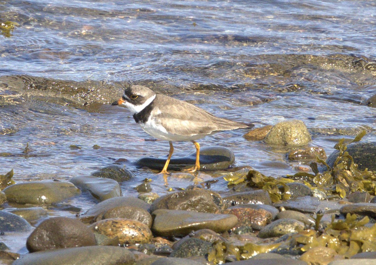 Semipalmated Plover - ML610818977
