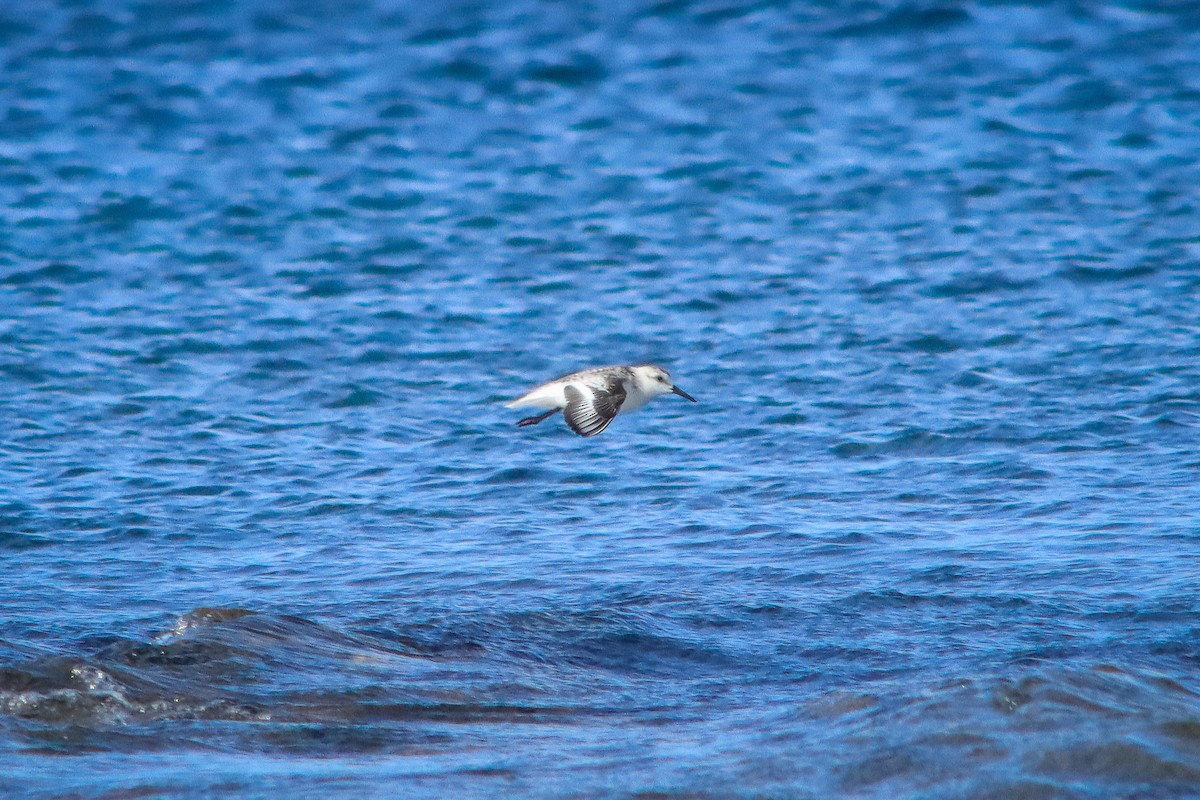 Sanderling - ML610819057