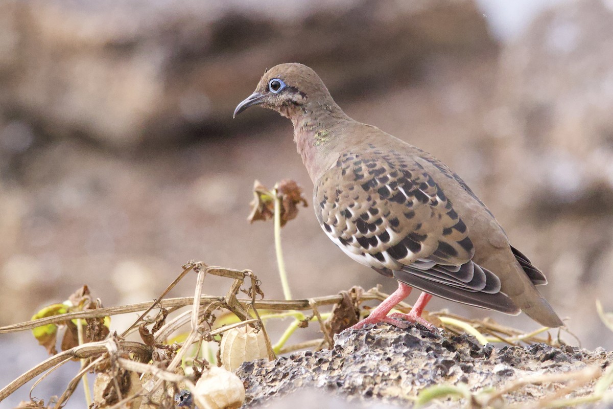 Galapagos Dove - ML610819063