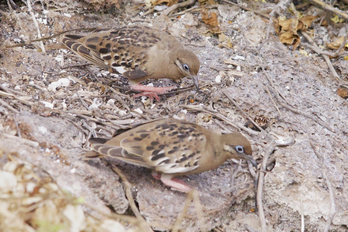 Galapagos Dove - ML610819090