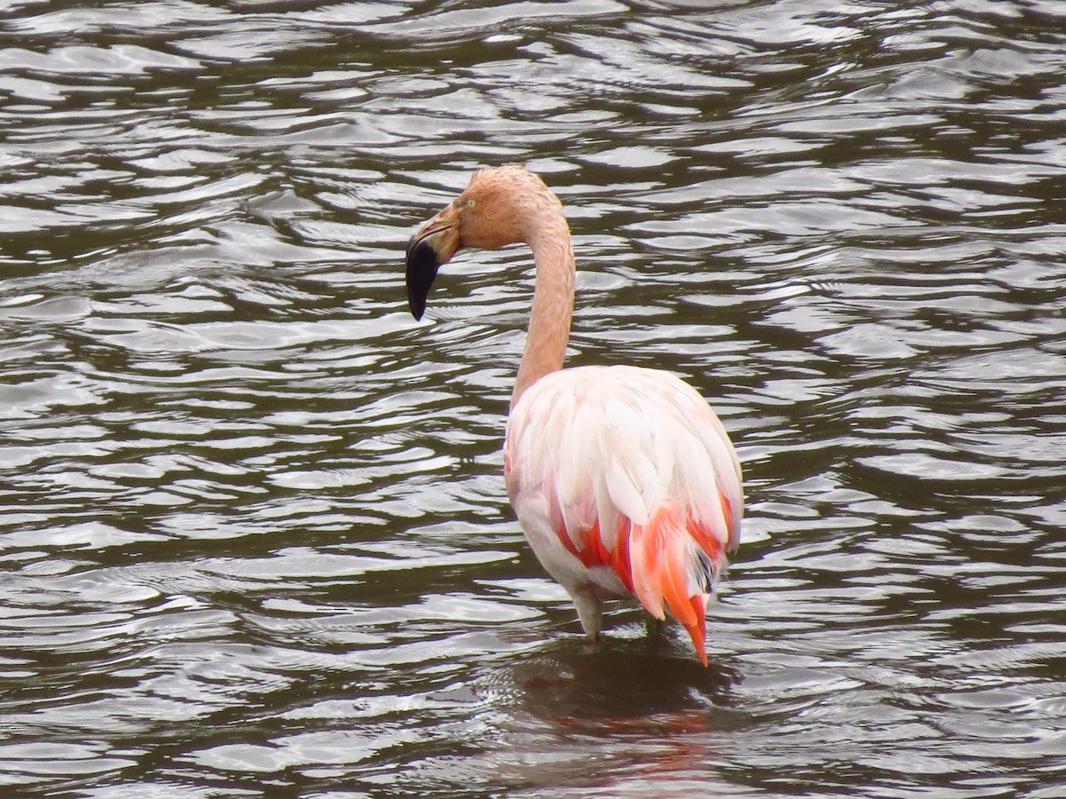 Chilean Flamingo - ML610819092