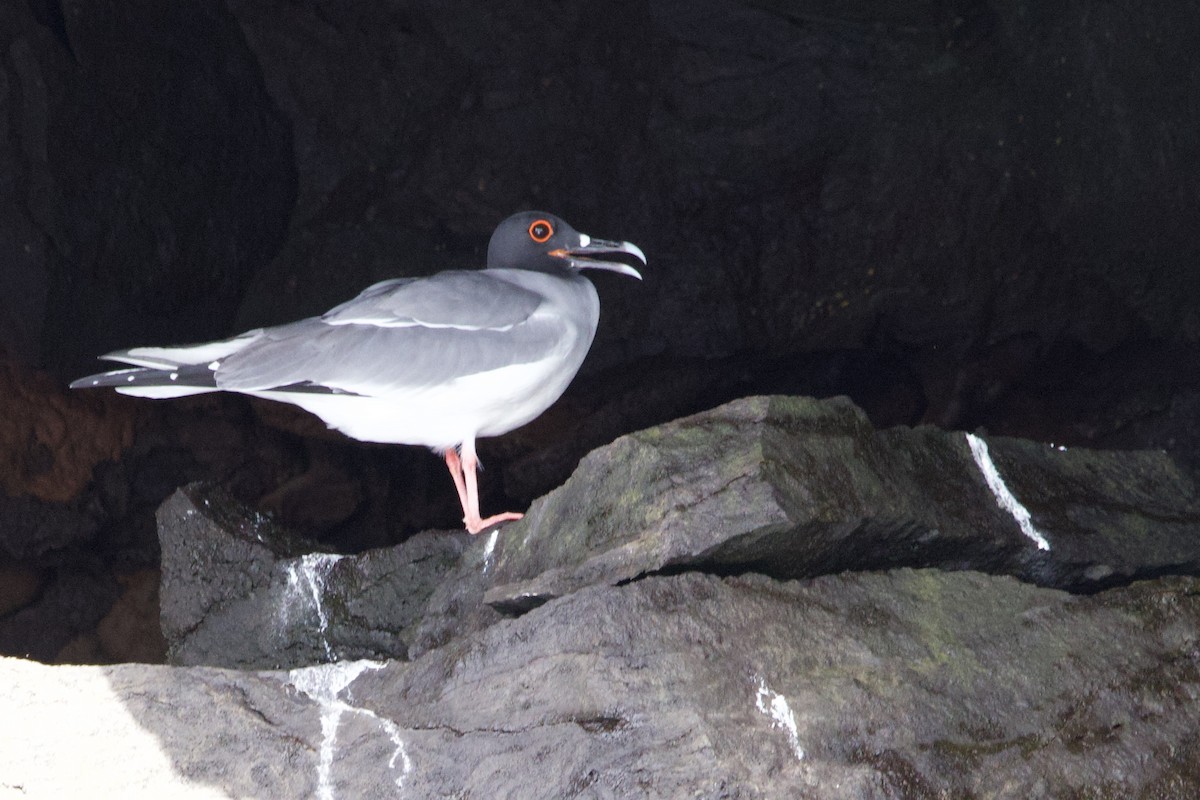 Swallow-tailed Gull - ML610819103