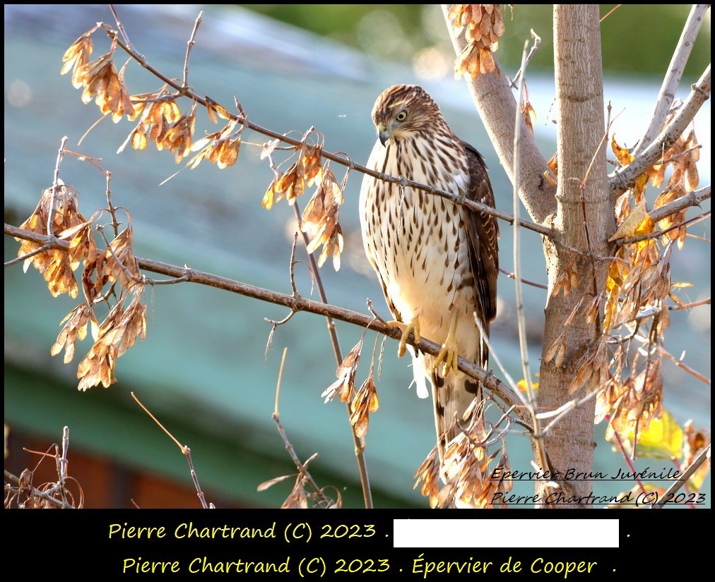 Cooper's Hawk - ML610819107