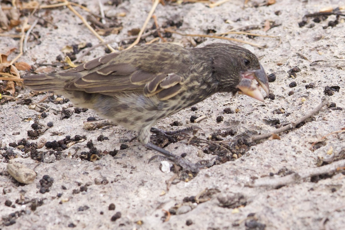 Large Ground-Finch - ML610819128