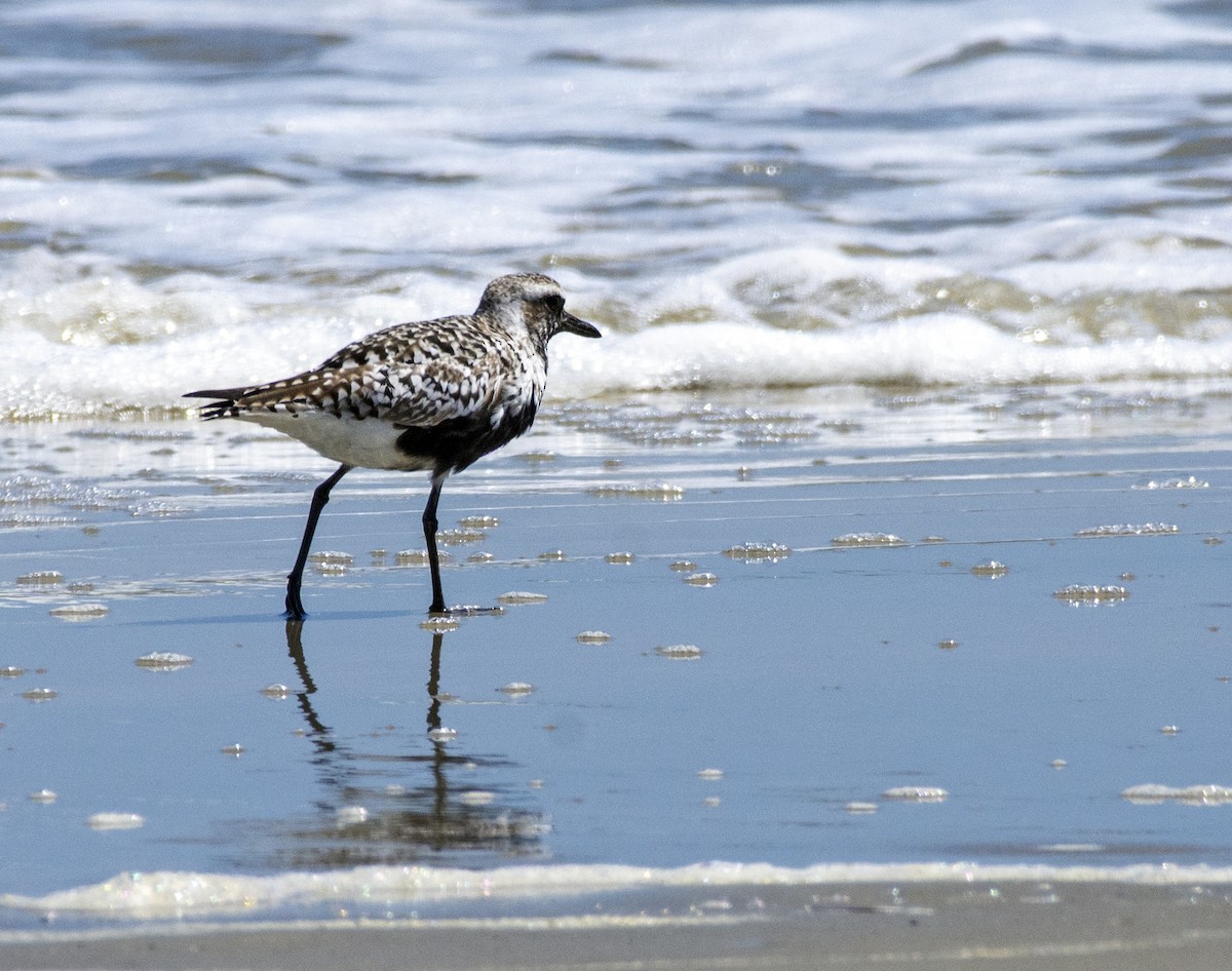 Black-bellied Plover - ML610819137