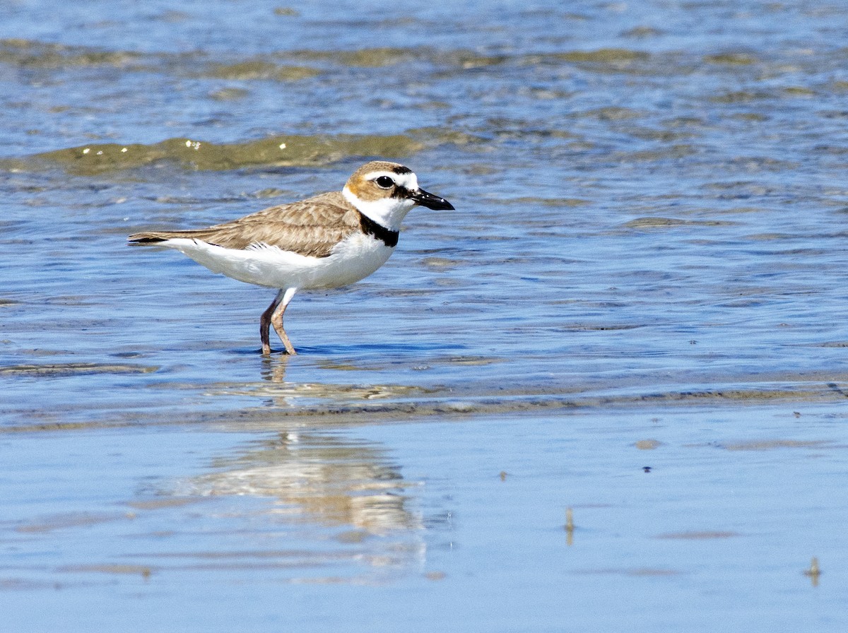 Semipalmated Plover - ML610819145